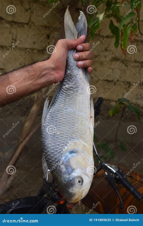 River Fish Crucian Carp Animal Asian A Kind Of Fish From The Side