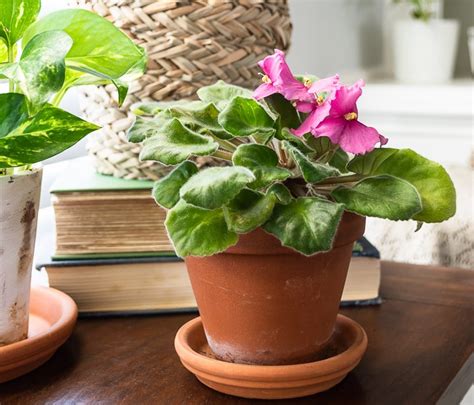 How To Grow African Violets And Encourage Blooms Diy Beautify