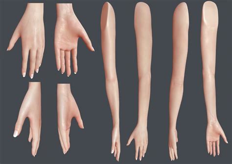 Female Arm Anatomy