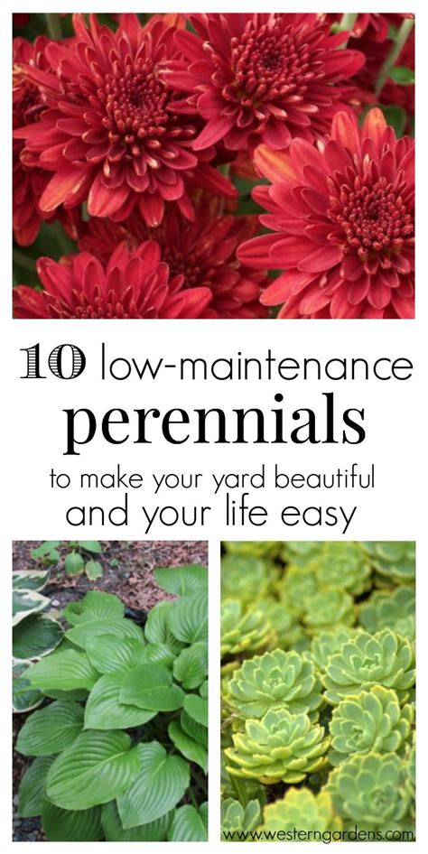 10 Low Maintenance Perennials Western Garden Centers Perennial