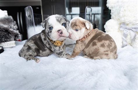 Check out our english bulldog selection for the very best in unique or custom, handmade pieces from our shops. Hollywood Blue Merle Mini ENGLISH Bully with BLUE eyes ...