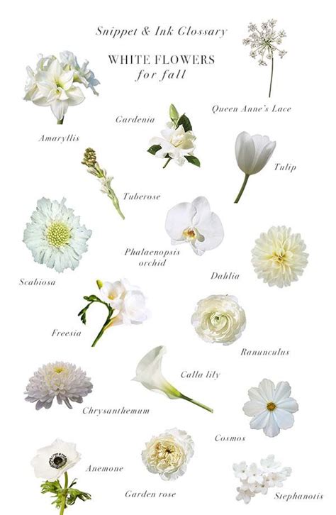 White Flowers Dream Meaning Drefaman