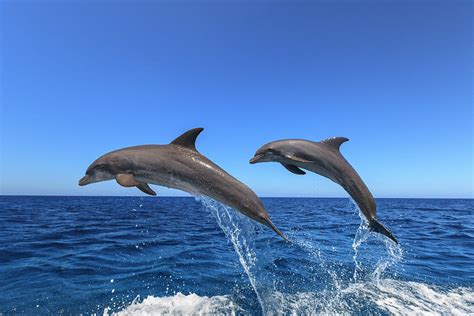 Bottlenose Dolphins Caribbean Sea Photograph By Stuart Westmorland