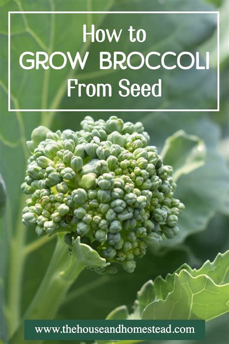 Learn How To Grow Broccoli From Seed With These Step By Step