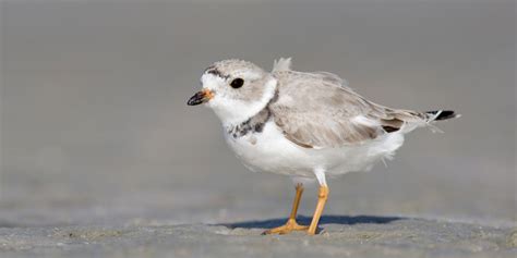 Piping Plover Afsi