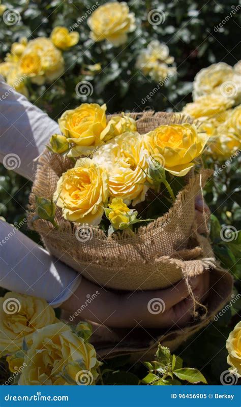 Beautiful Roses Wrapped With Canvas In Hand Stock Image Image Of