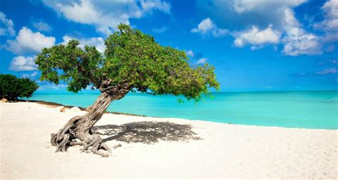 Eagle Beach Aruba One Of The Best Beaches In The World