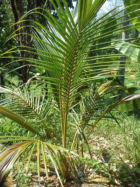 Kondisi untuk budidaya kelapa sawit adalah tanah dengan iklim dan jenis tanah yang tepat. Tanaman Kelapa Matag