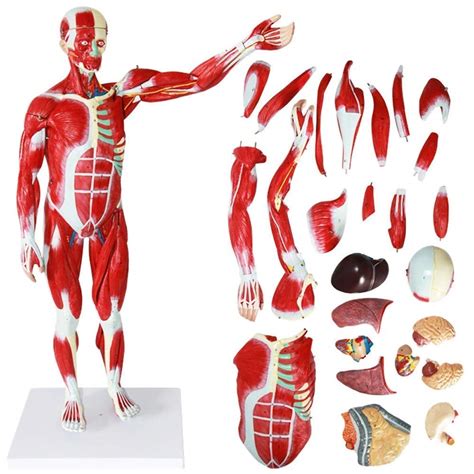 Buy Educational Model 78cm Human Muscle Model Human Anatomy Science