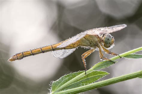 Orthetrum Coerulescens Juzaphoto