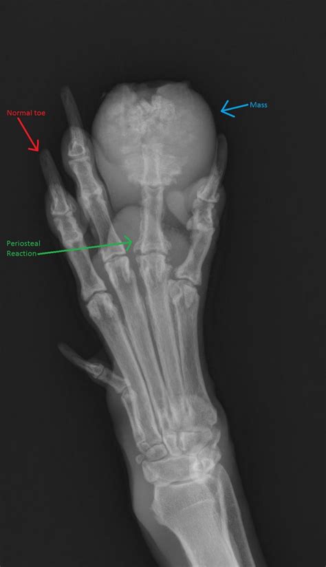 A small number of bone cancers have been linked to hereditary factors, while others are related to previous exposure to large doses of radiation, such as those given during radiation therapy for cancer, increases the risk of bone cancer in the future. Healthy Pet Veterinary Services: Bone infection or cancer?
