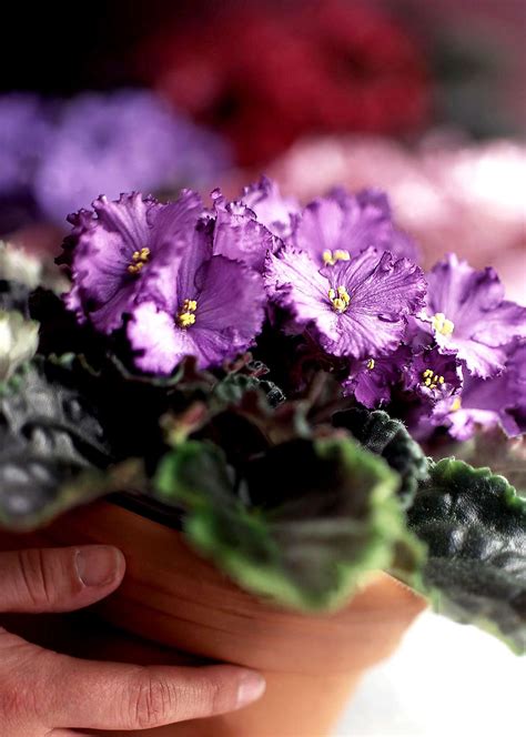 African Violet Better Homes And Gardens