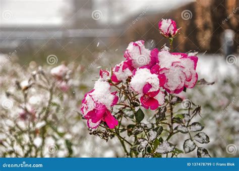 Purplish Red Roses In A Snowstorm Stock Image Image Of Cold Rosa