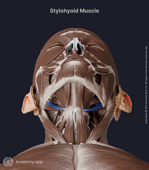 Stylohyoid Encyclopedia Anatomyapp Learn Anatomy 3d Models