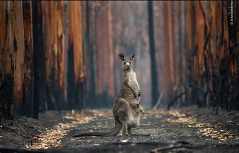 See The Incredible Images In The Wildlife Photographer Of The Year