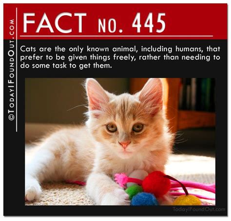 Quick Fact 445 Fun Facts About Animals Cat Facts Cats