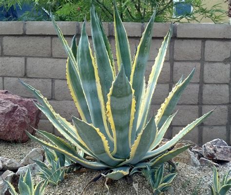 Agave Americana Marginata Variegated Century Plant Agave Cactus