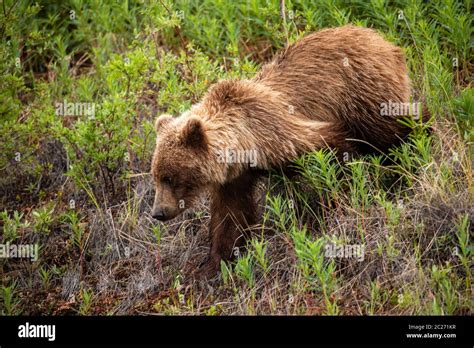 Brown Bear And Grizzly Bear On Meadows Stock Photo Alamy
