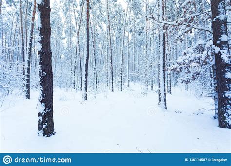 Beautiful Winter Landscape Of Snow Covered Forest Stock Image Image