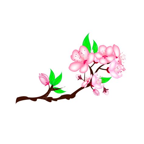 Cherry Blossom Branch Vector Png Images Cherry Blossom Branch Design