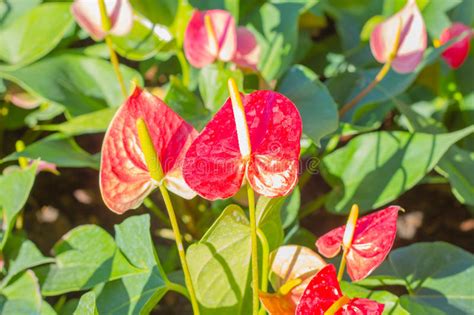 Red Anthurium Flowers In The Garden Stock Photo Image Of Isolated