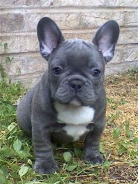 Rare blue frenchie puppies with purebred parents. Blue French Bulldogs - Breed Information, Price, Facts ...