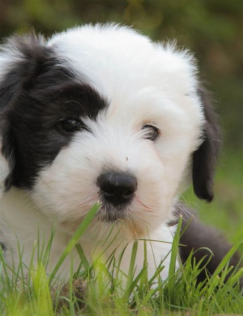 Wallpaper Black And White Close Up Grass Puppy Dogs Resolution