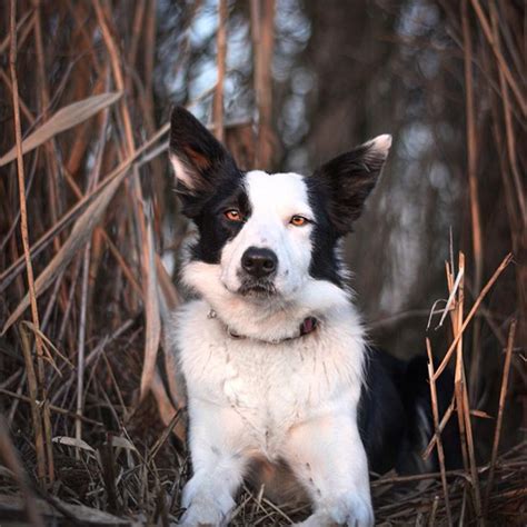 14 Interesting Border Collie Facts That Will Surprise You Petpress