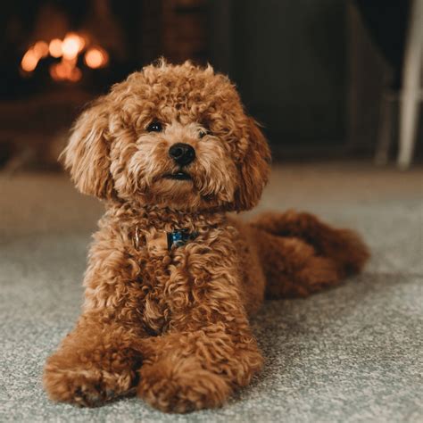 The Best Dog Food For Poodles Reviews And Top Picks