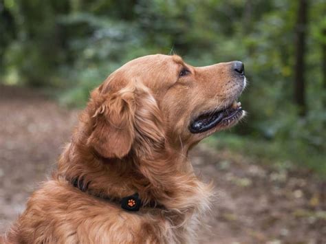 How much exercise does a Golden Retriever need? | PitPat