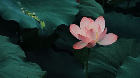 Lotus Bloom Leaves Pink 4k Hd Flowers Wallpapers Hd Wallpapers Id