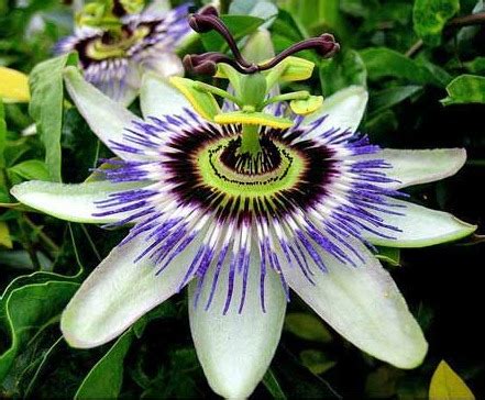 This plant usually only lasts for a few years. Dramatic Passion Flower Vine, Passion Flower Plant Care ...