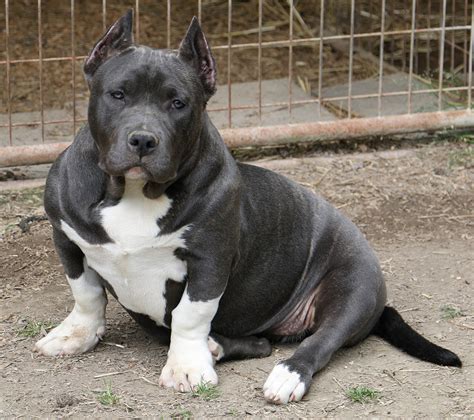 You get them with a registration certificate, a written health certificate from the vet and an extended 5 year genetic blue pitbull terrier. Blue Nose Pitbull Puppies For Sale Near Me - Pet's Gallery