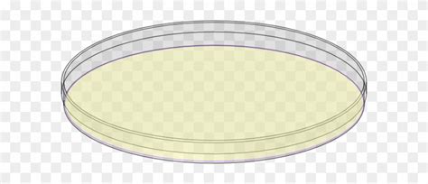 Clipart Petri Dish Diagram Of Petri Dish Free Transparent Png Sexiz Pix