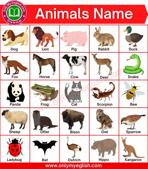 100 List Of All Animals Name In English With Pictures Onlymyenglish