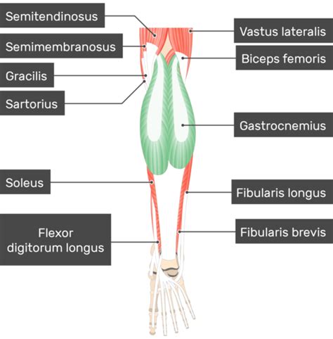 Anatomy Of The Medial And Lateral Gastrocnemius Muscles And Download