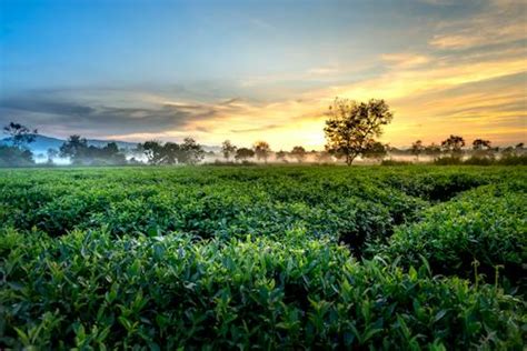 20000 Best Tea Plantation Photos · 100 Free Download · Pexels Stock