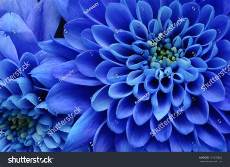 Close Up Of Blue Flower Stock Photo 101676850 Shutterstock