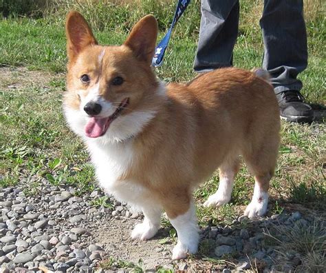 Corgi Rescue Virginia Petsidi