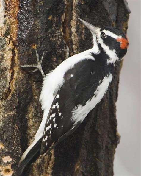 Hairy Woodpecker | Audubon Great Lakes