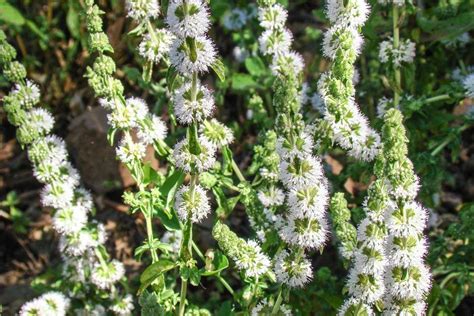 Pennyroyal Plant Care And Growing Guide