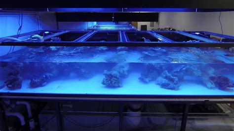 World Wide Corals Farm Show Tank Aquascape Time Lapse Youtube