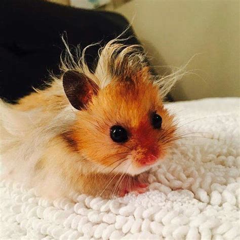 Cute Hamster With Spiky Fur Baby Hamster Cute Hamsters Funny Hamsters