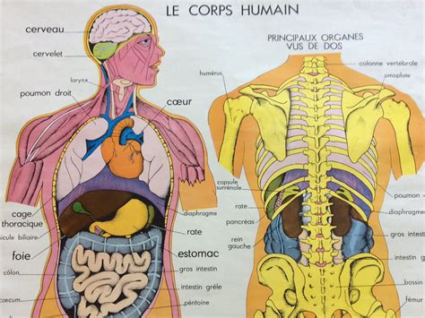 AFFICHES SCOLAIRES ÉCOLE CORPS HUMAIN Archives affiches scolaires