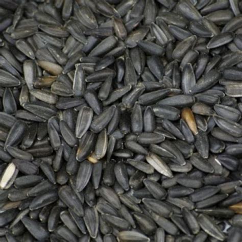 Organic Black Sunflower Seeds From Real Foods Buy Bulk Wholesale Online