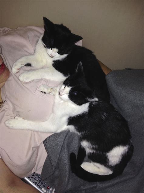 Tina & Hannibal take 5 together. They are two of my favorite cats