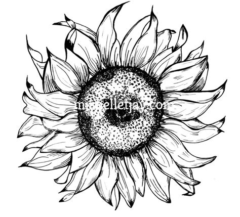 Sunflower Pen And Ink Print Michelle T Jay Creative Lifestyle Artisan
