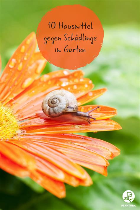 Maybe you would like to learn more about one of these? 10 Hausmittel gegen Schädlinge im Garten | Garten, Hausmittel