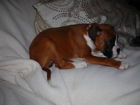 Boxer Puppy Arched Back Boxer Forum Boxer Breed Dog Forums