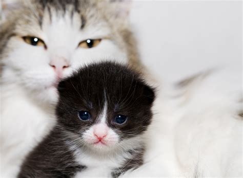 For Mothers Day 25 Pictures Of Mama Cats And Their